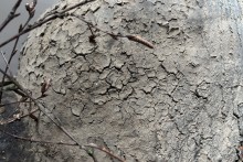 Oude verweerde Leemmand XXL